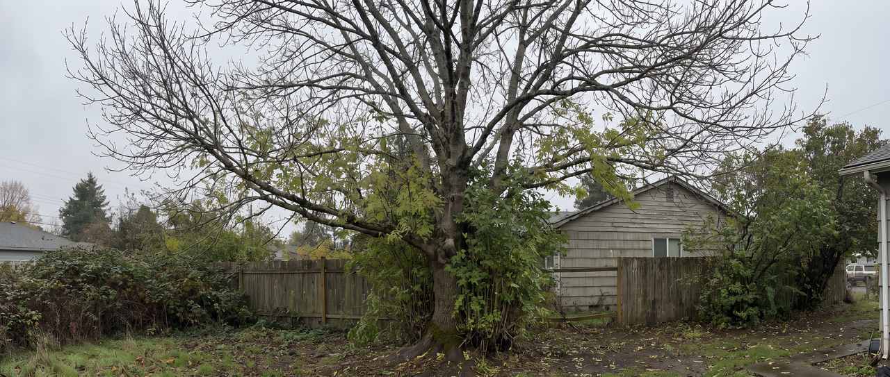 Declining ash tree with bare grey deadwood in the upper crown, thin green foliage below and leafy sprouts erupting from the trunk