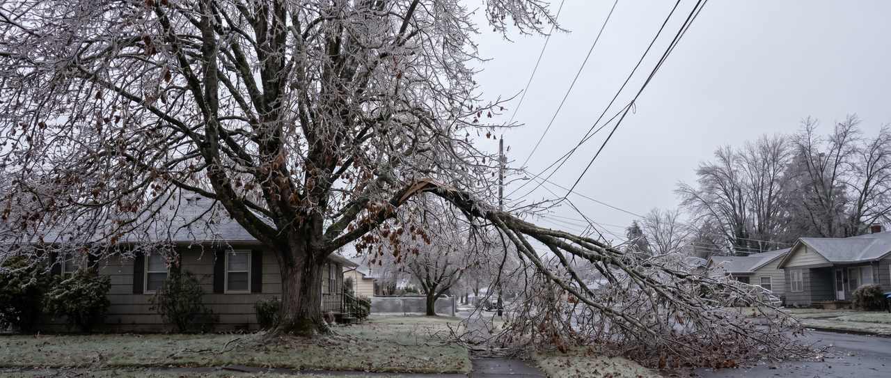 Thick clear ice encasing every twig of a large deciduous tree with one heavy limb split and hanging under the weight